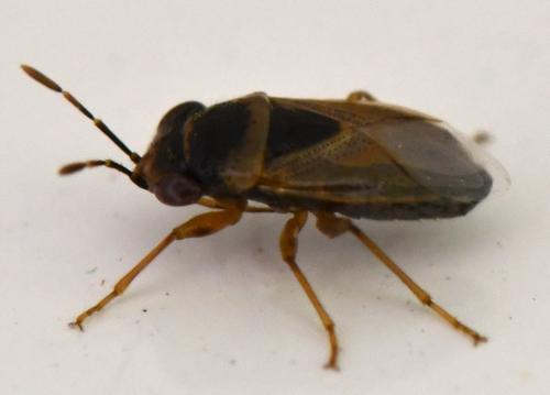 Réf. 277 963 : Geocoris megacephalus